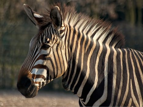 Zebra