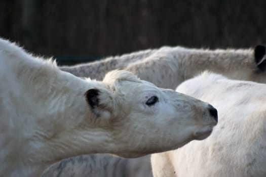 white cattle