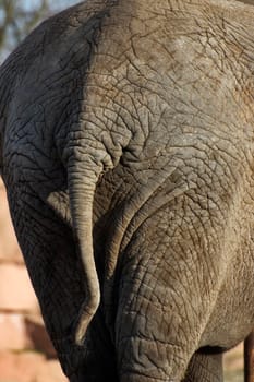 Rump