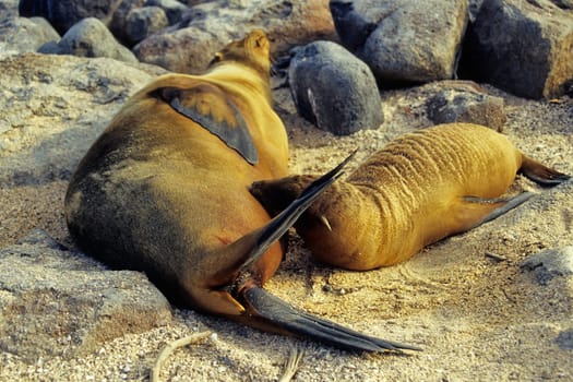 Galápagos sea lions