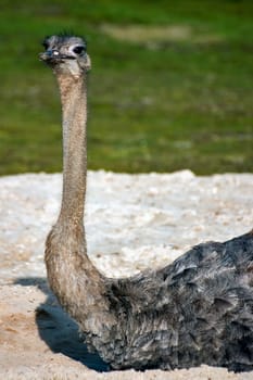 Bird ostrich