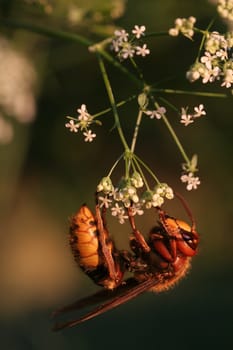 Clinging