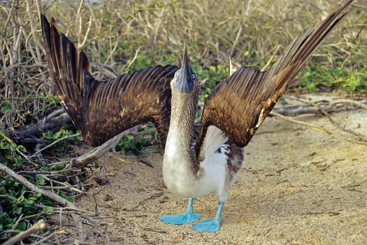 Blue-footed at courtship dance