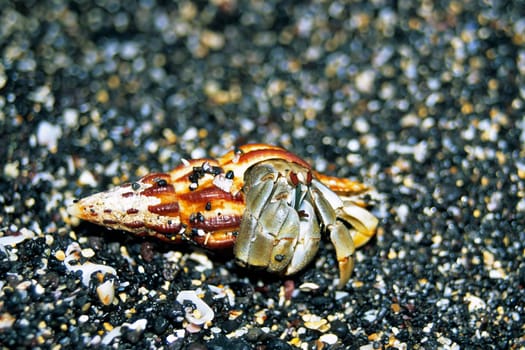 Hermit crab