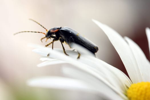 Contrast animal-plant