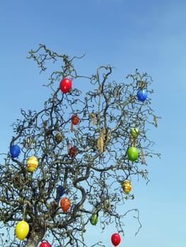Easter bush