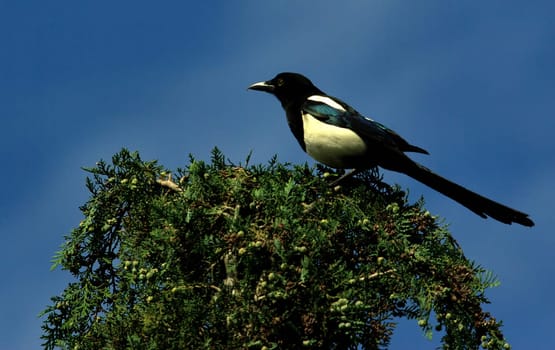 Magpie