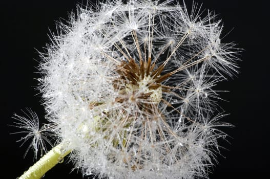 Dandelion with drops of water