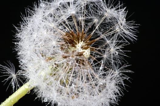 Dandelion with drops of water