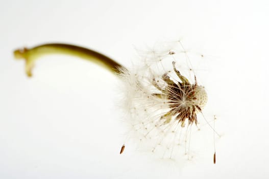 Dandelion High Key