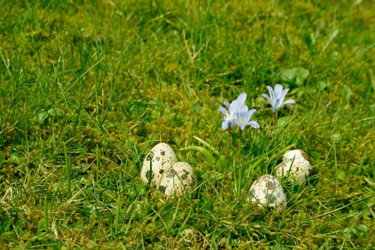 Quail eggs in the grass
