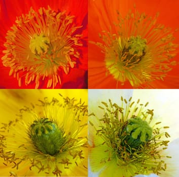 Red,orange,yellow and white