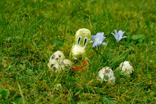 Quail eggs in the grass