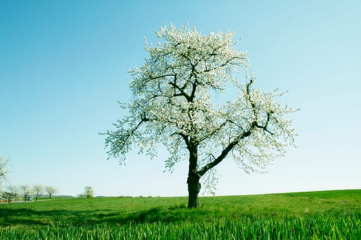 Fruit trees in spring