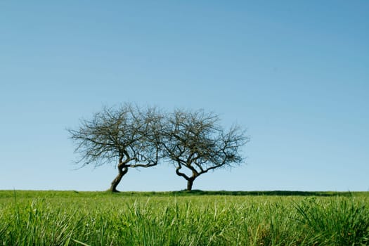 Fruit trees in spring