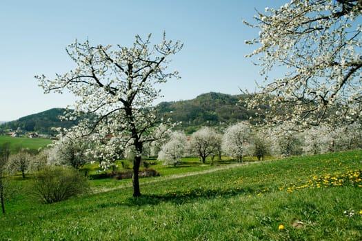 Fruit trees in spring