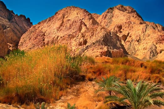 A blaze of color: the green contrasts with the red of the stone desert and the cobalt blue sky