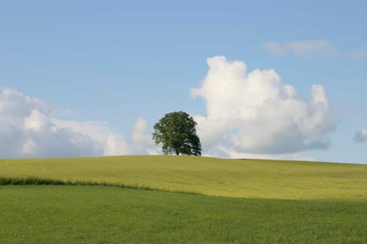 Tree in the field
