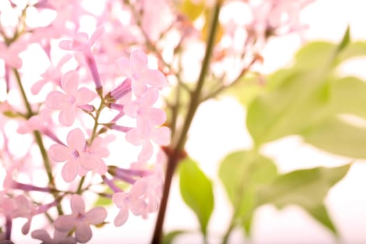 Lilac - lilac flowers