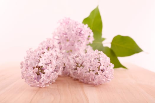 Lilac - lilac flowers