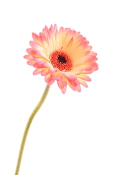 Gerbera