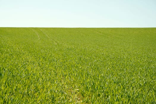 fresh greens in the field