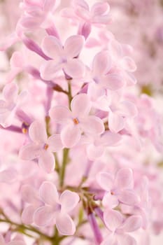 Lilac - lilac flowers