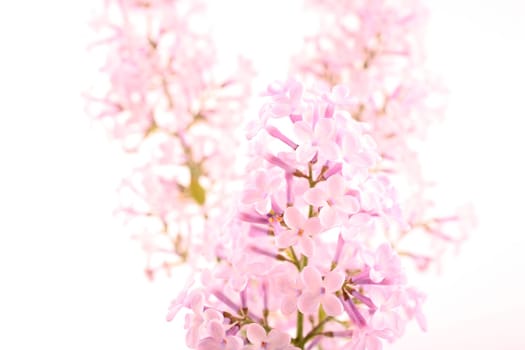 Lilac - lilac flowers