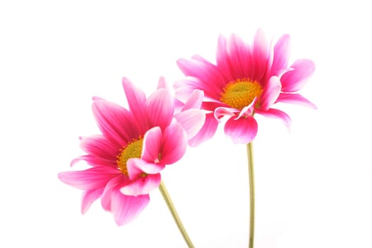 Chrysanthemums (Chrysanthemum)