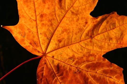 Maple leaf