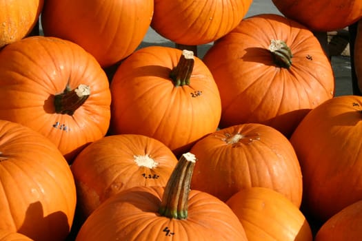 Gourds