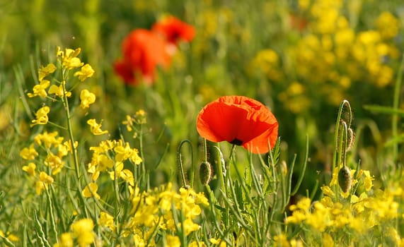 The rapeseed has almost faded and the poppies are in full bloom....,as you can see in many pictures here....! I thought the color combination was actually quite nice!:-)