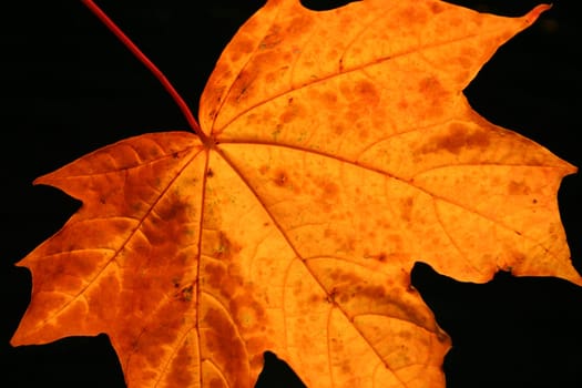 Maple leaf
