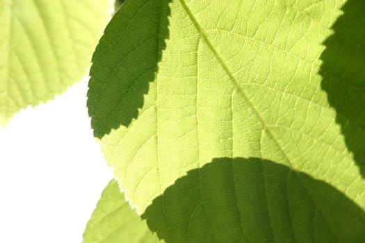 green leaves