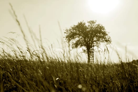 Tree with meadow