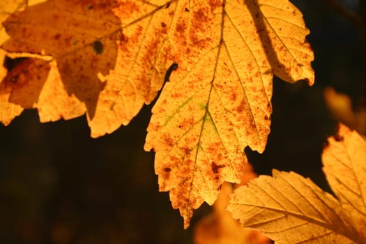 Maple leaves