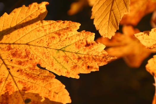 Maple leaves