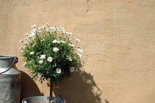 Milk jug and flowers