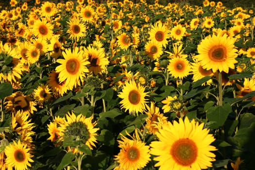 Sunflowers in the field