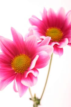 Chrysanthemums (Chrysanthemum)