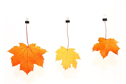 colorful maple leaves
