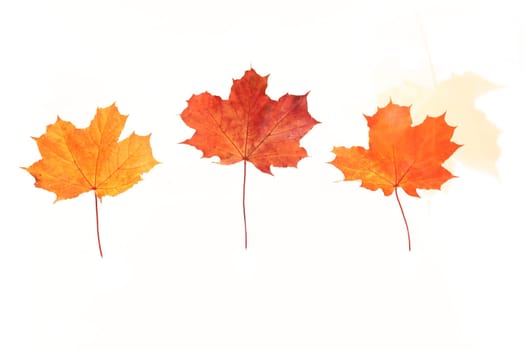 colorful maple leaves