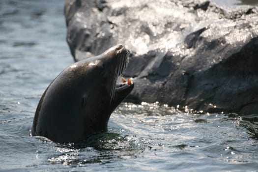 California sea lion