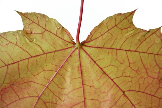 Maple leaf