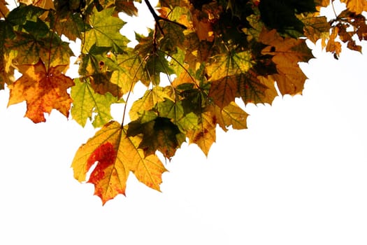 Maple leaves