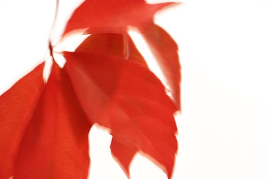 Leaf