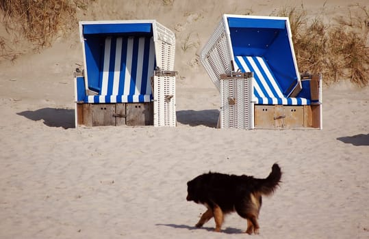 Dog life on Sylt