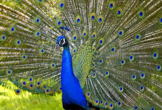 The Blue Peacock (Pavo cristatus) is a species of bird in the Phasianidae family. Peacocks are considered the oldest ornamental birds of man. Originally native to India and Sri Lanka,the animals,which are native to India and Sri Lanka,are now used as species.