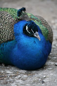 The magnificent bird here once in a resting position