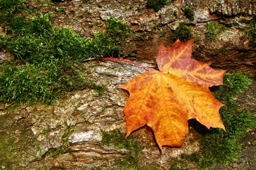 Maple leaf